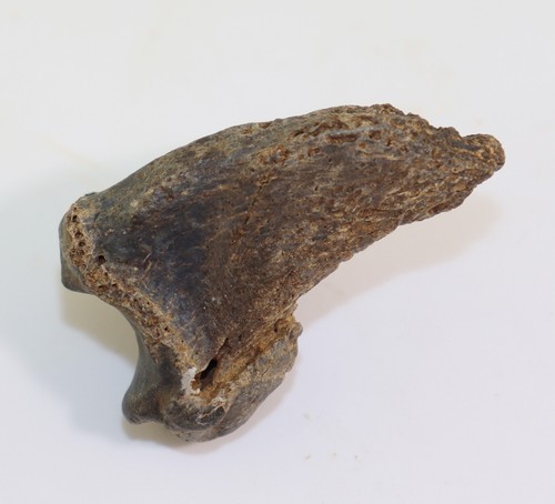 Orso delle caverne ursus - delle, caverne,