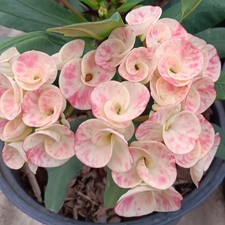 Corona di Spine Bupphathanaphon Pianta Cristo Spina Euphorbia Milii Thai Alto 5''