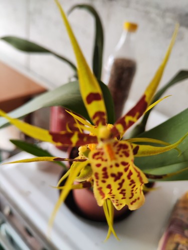 Orchidea ragno vaso 12 cm - ,