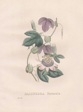 Passiflora Picturata