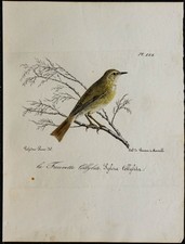 1830 - Luì Piccolo Swift -