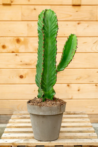 Pianta cactus altezza circa - cactus,