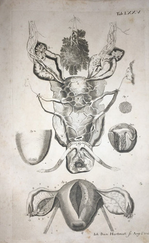 MEDICINA-ANATOMIA