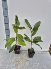 2 Piante di Magnolia