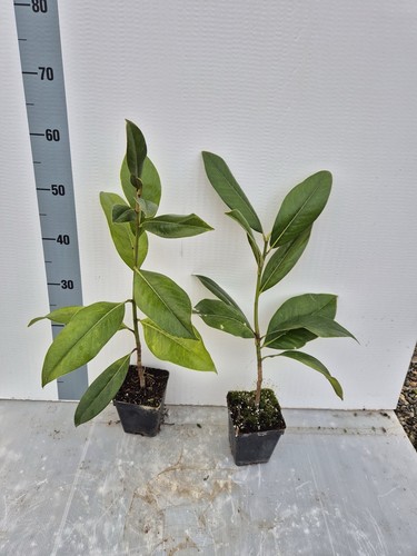 Piante magnolia - 2,