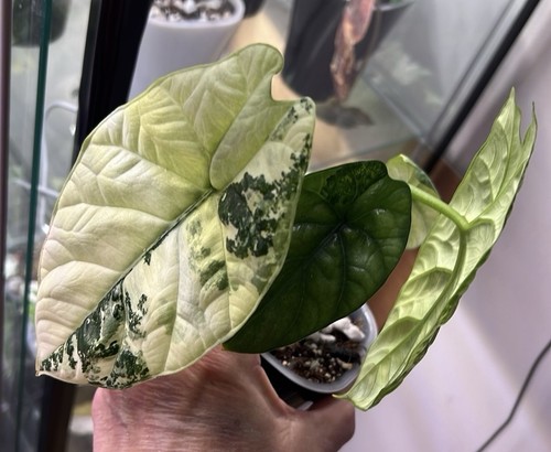 Alocasia sinuata quilted - alocasia, (quilted