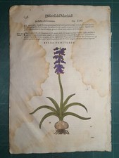 MATTIOLI MATTHIOLI Erbario a