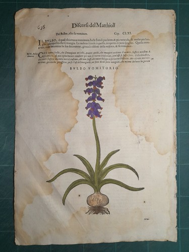 Mattioli matthioli erbario - erbario, a