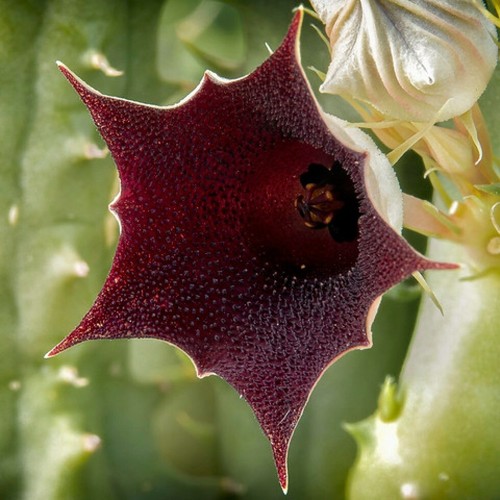 Talea senza radici huernia - senza,