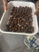 castagne calabresi 5 kg