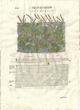 Stampa antica MATTIOLI