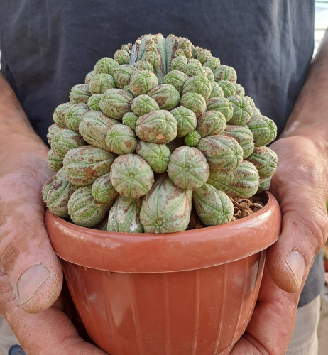 Euphorbia obesa prolifera - obesa,