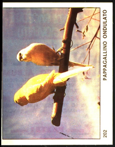 Mondo degli animali - mondo,