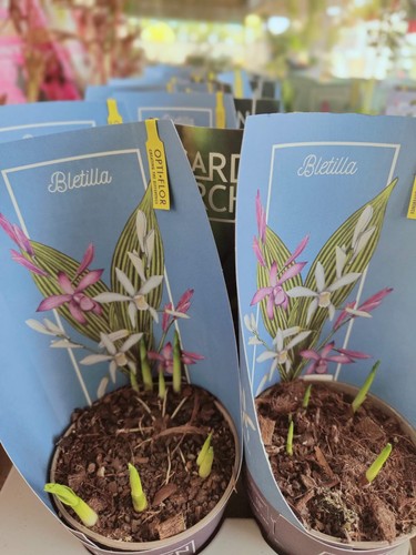 Orchidea giardino - da,