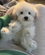 Peluche cane maltese - , seduto