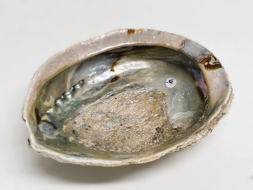 Grande conchiglia abalone - grande,