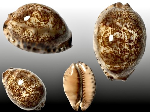 Cypraea arabica immanis