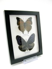 2 farfalle vere, imbottite