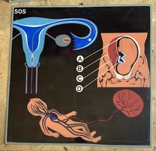 VINTAGE OPTICART VERLAG PANNELLO OTTICO EDUCATIVO DIDATTICO SCUOLA corpo umano