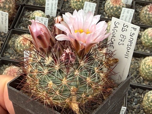 Pediocactus simponii 873 - pediocactus, sb