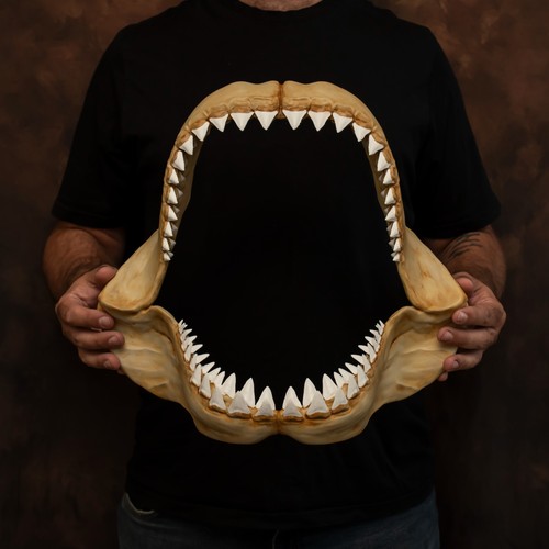 Shark jaw replica 44cm - jaw,
