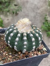 Piante di cactus rare 7,2 cm Discocactus horstii giardino cactus radice propria WYSIWYG