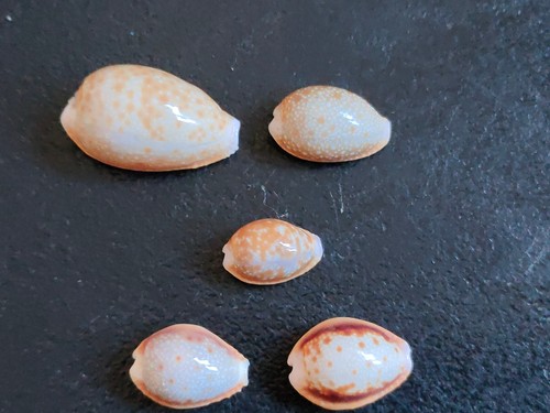 Conchiglia cypraea naria - ,