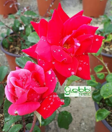 Rosa tappezzante double knock - tappezzante,