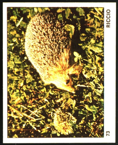 Mondo degli animali - mondo, (1970)