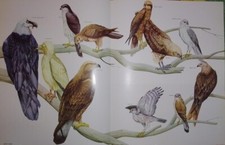 RACCOLTA 25 SCHEDE ILLUSTRATIVE SUPPLEMENTO ENCICLOPEDIA DEL CACCIATORE