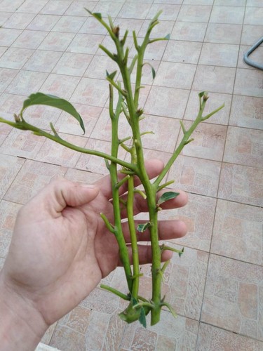Mexicola avocado cutting - avocado, (