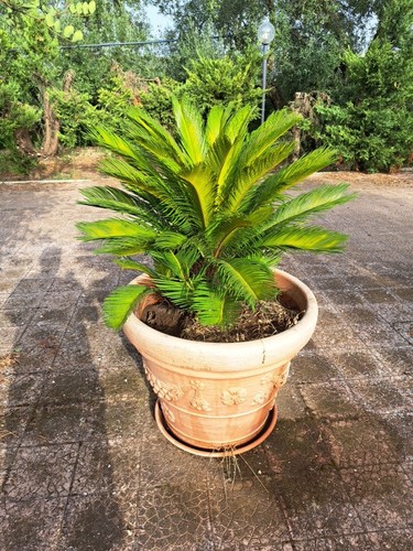 Cycas palma verde - verde, in