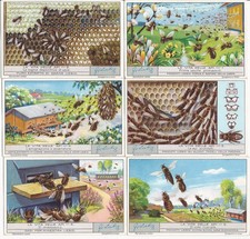 S 1267 / LIEBIG / LA VITA