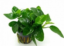 Anubias barteri nana pianta - barteri,