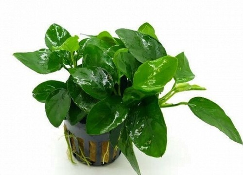 Anubias barteri nana - anubias, pianta