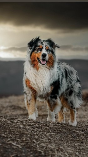 Pastore australiano dog - australiano,