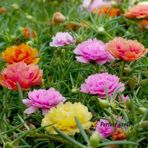 1000 semi portulaca - semi,