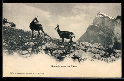 Chamois dans les alpes - chamois,