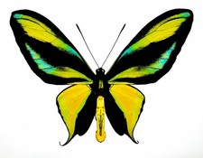 Amazing blue ornithoptera - amazing,