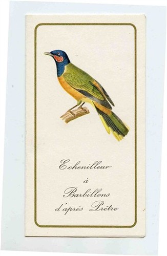 Western wattled cuckooshrike - western,