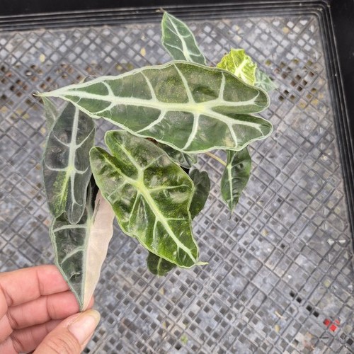 Alocasia polly aurea