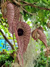 Aristolochia Grandiflora