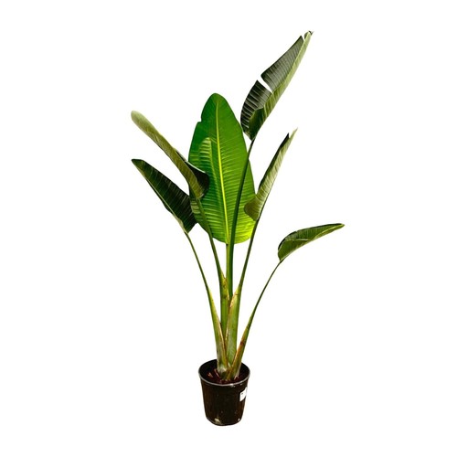 Pianta appartamento - pianta, d'appartamento
