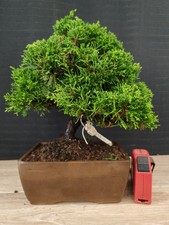 Bonsai ginepro itoigawa cm - 27,