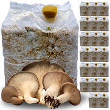 20 KIT COLTIVAZIONE FUNGHI