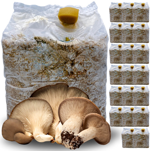 Kit coltivazione funghi - 20,