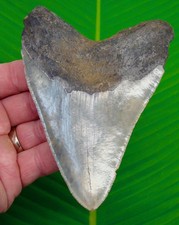 Dente di squalo megalodonte