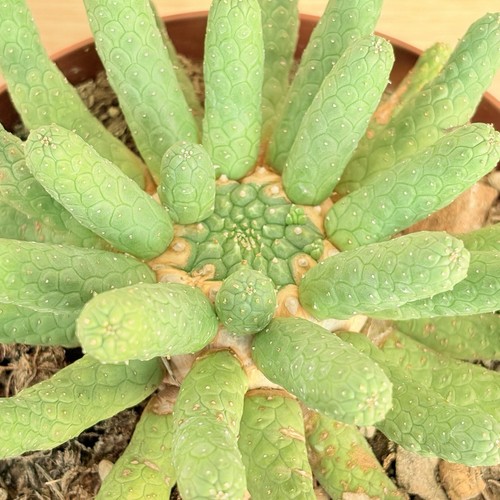 Euphorbia esculenta pot 14 - esculenta,