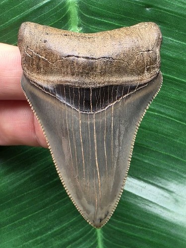 Dente del megalodonte - del,