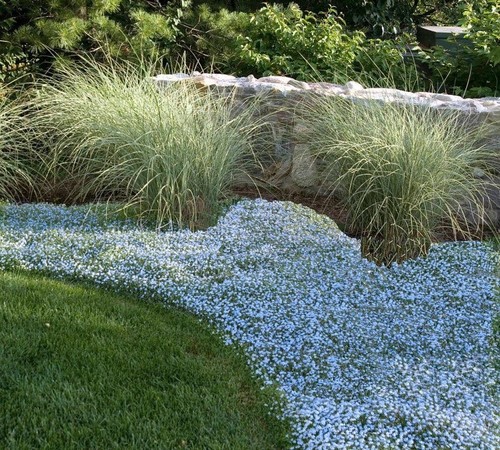 Isotoma fluviatilis pianta